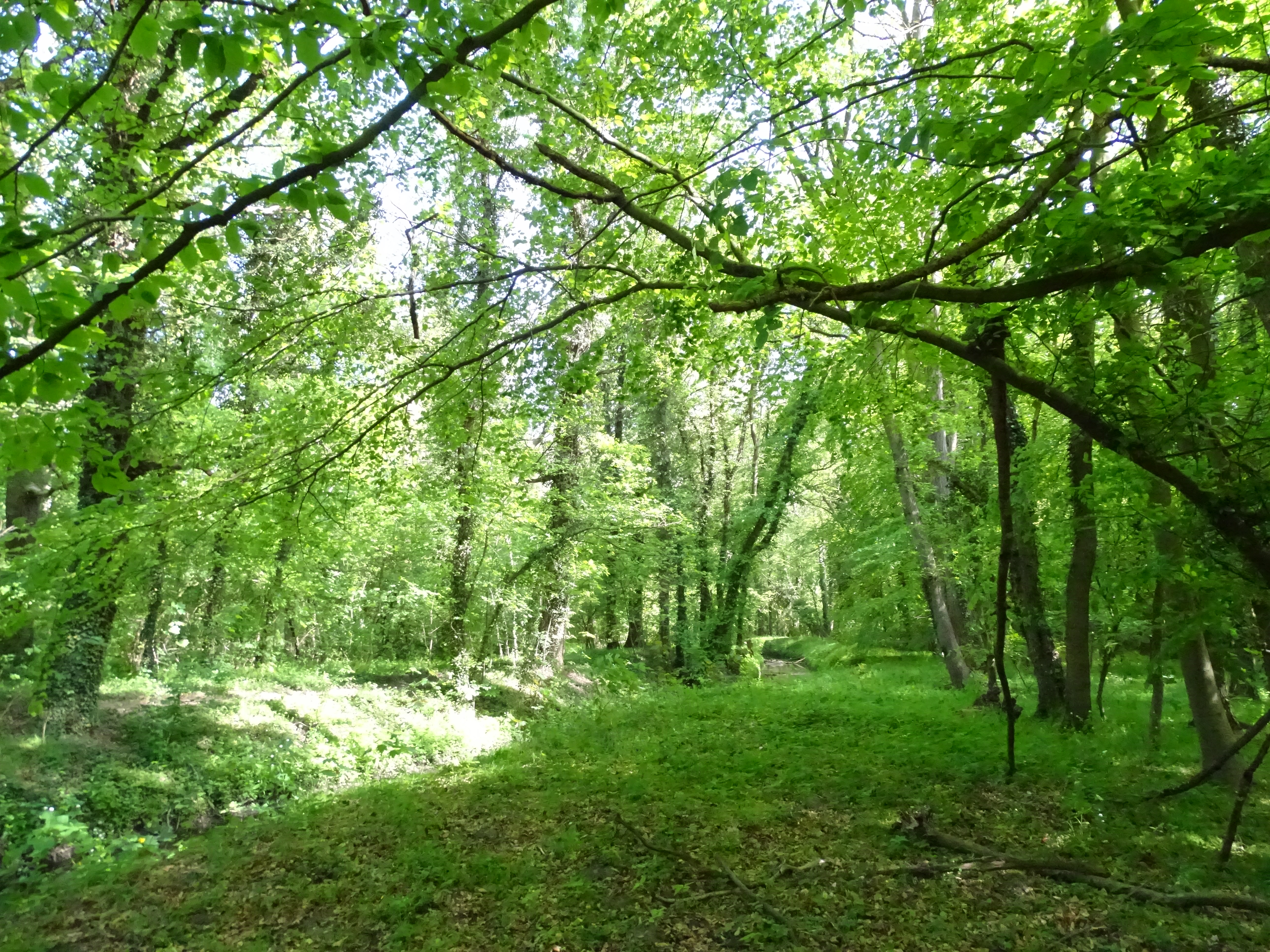 Nature II